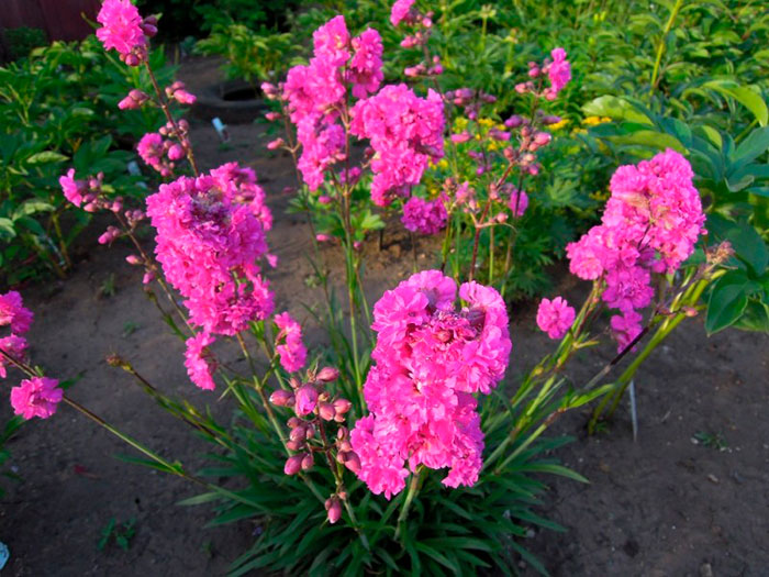 Смолка махрова