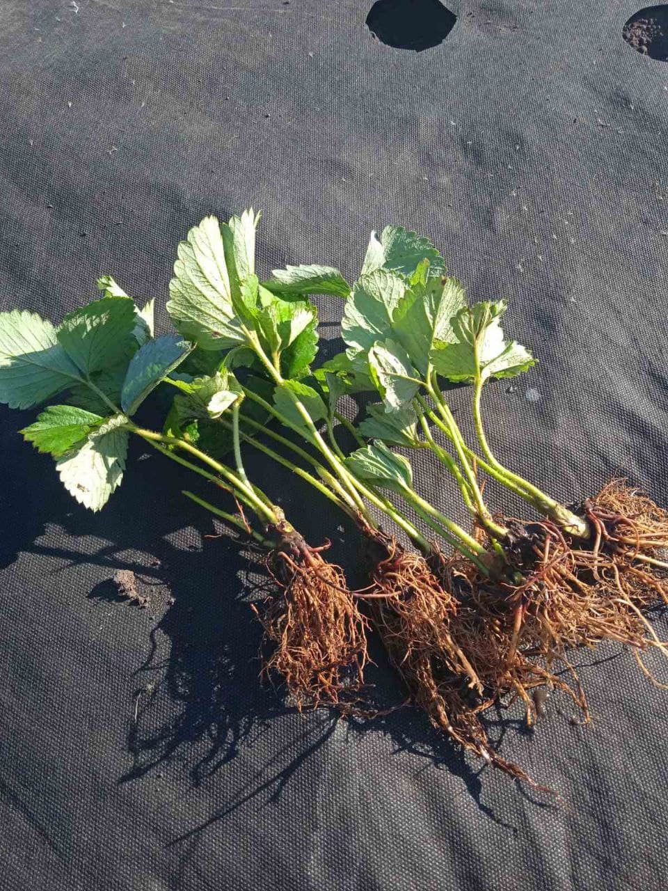 Полуниця Роксана (середньо-пізня)