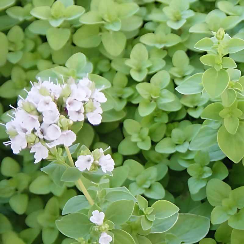 Материнка звичайна (Душиця)