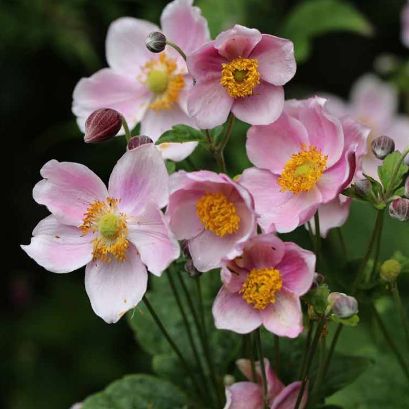 Анемона японська рожева.