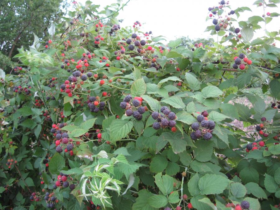 Малина чорна Cumberland (Кумберленд)