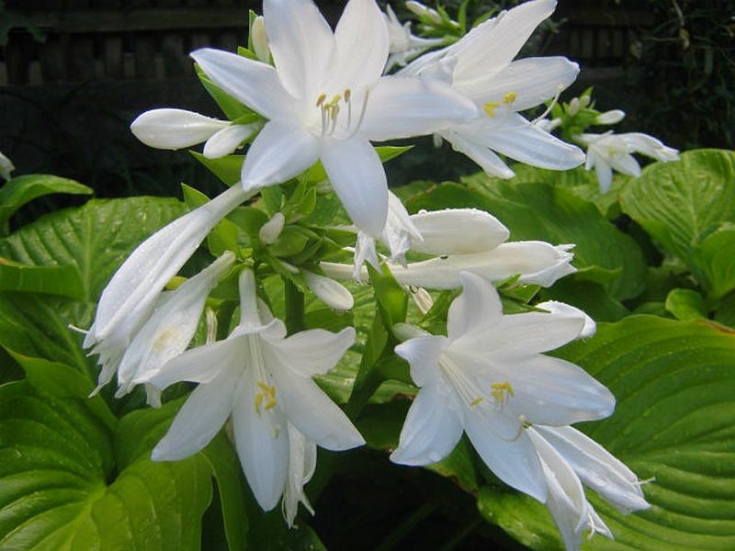 Хоста подорожникова Grandiflora