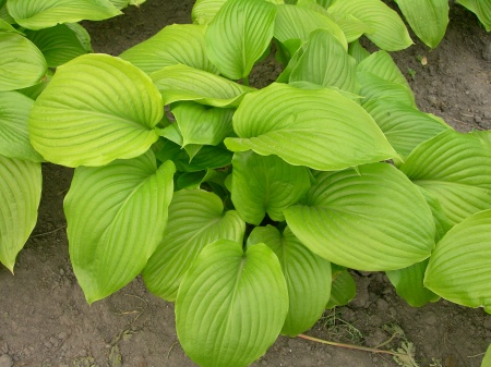 Хоста подорожникова Grandiflora