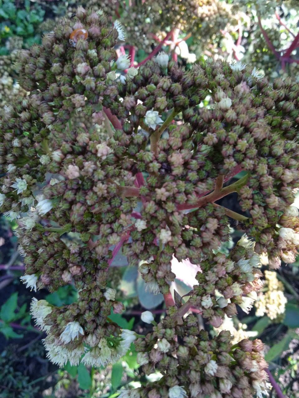 Очиток “Матрона” (Седум)