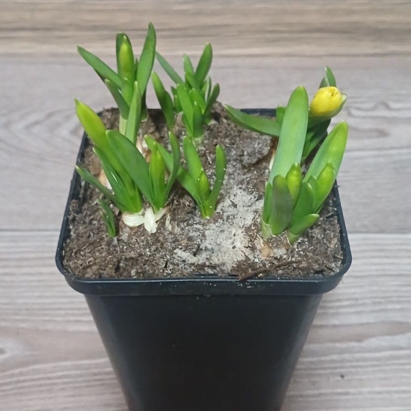 Нарцис Тет-а-Тет (5 цибулин)