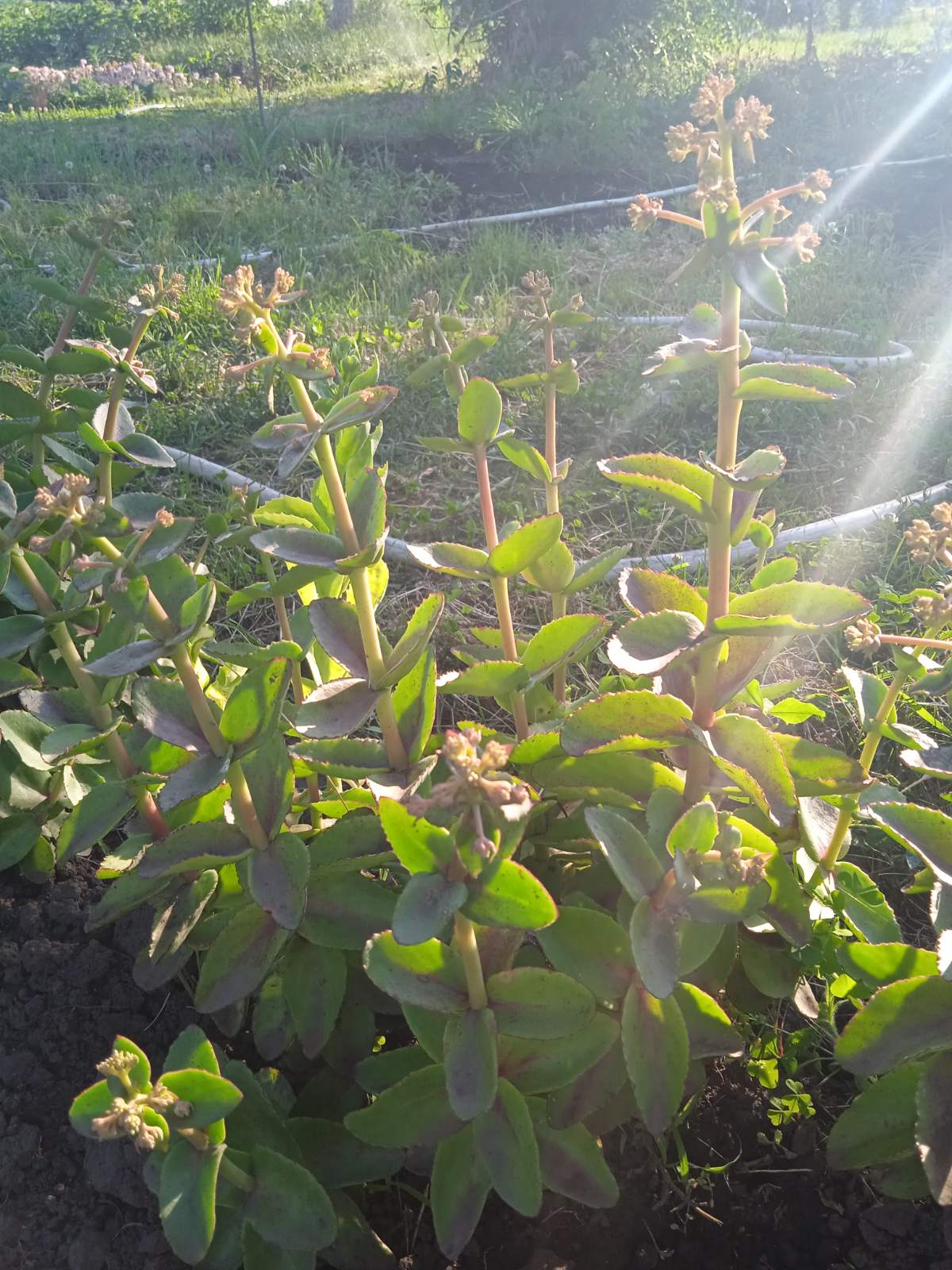 Очиток “Матрона” (Седум)