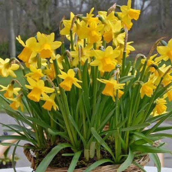 Нарцис Тет-а-Тет (5 цибулин)