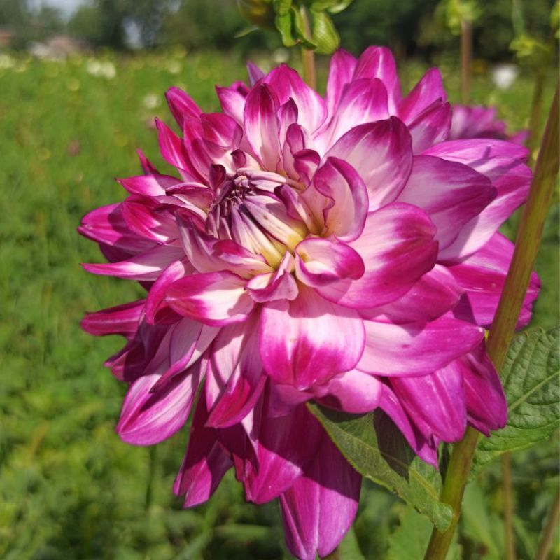 Жоржина Hapet Neon Sea (клубні)