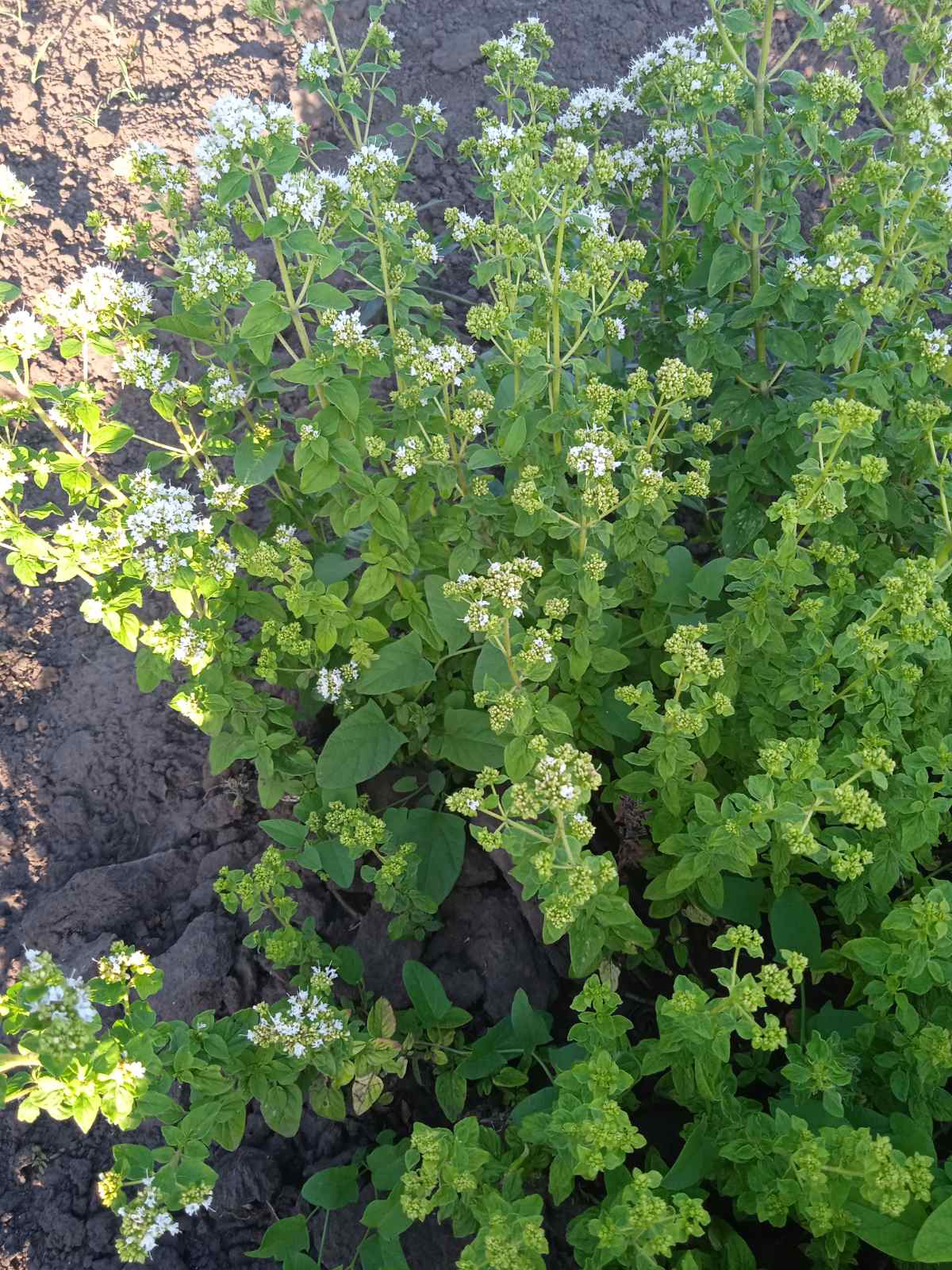 Материнка звичайна (Душиця)