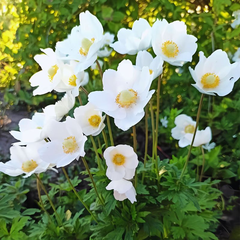 Анемона біла (горщик 1 л.)