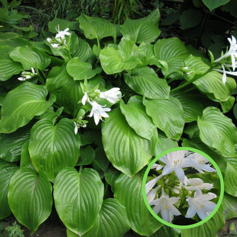 Хоста подорожникова Grandiflora