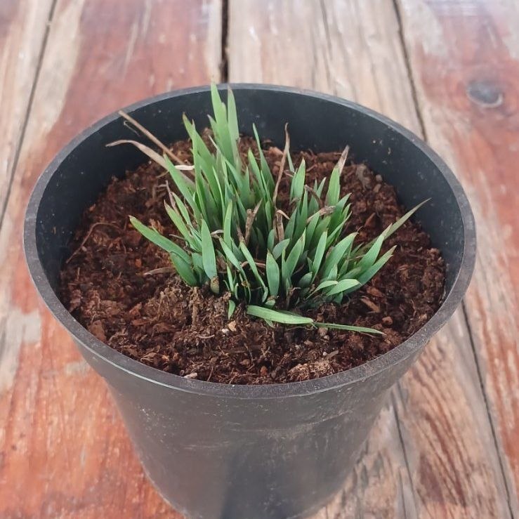 Сісірінхіум (Sisyrinchium)