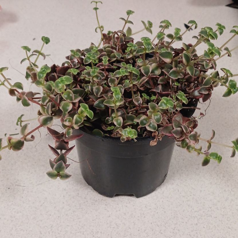 Каллізія повзуча (Callisia repens)