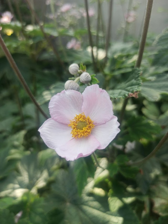 Анемона японська рожева.