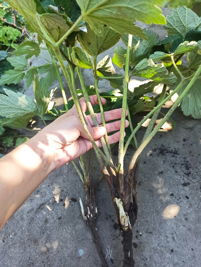 Анемона японська рожева.