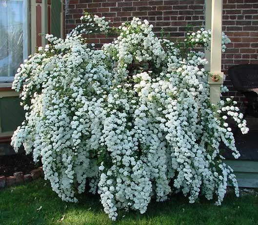 Спірея Vanhouttei (Біла наречена)