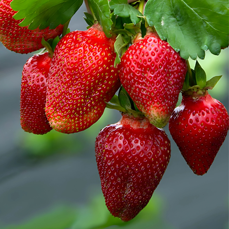 Полуниця Роксана (середньо-пізня)